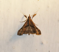Palthis angulalis