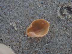 Magellania flavescens