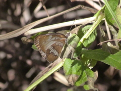 Mestra hersilia