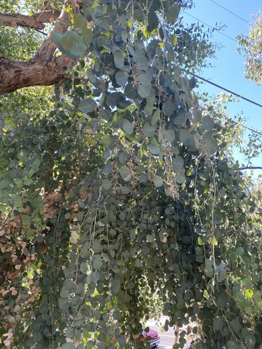 photo of Silver Dollar Gum (Eucalyptus polyanthemos)