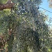 photo of Silver Dollar Gum (Eucalyptus polyanthemos)