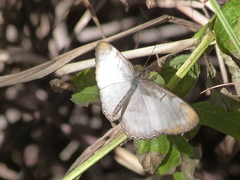 Mestra hersilia