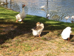 Anser cygnoides domesticus