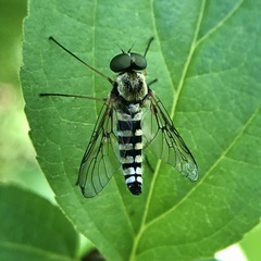Chrysopilus ornatus