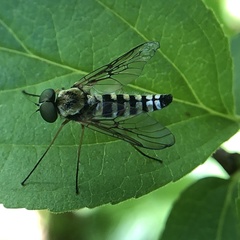 Chrysopilus ornatus