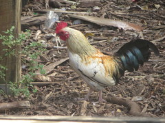 Gallus gallus domesticus