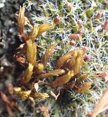 Grimmia ramondii