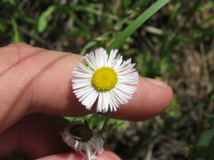 Erigeron arisolius