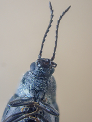 Mycterus concolor
