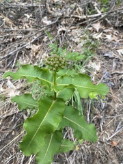 Asclepias amplexicaulis