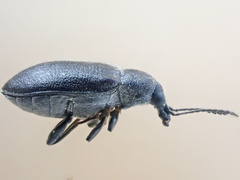 Mycterus concolor