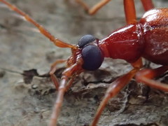 Dendroides ephemeroides