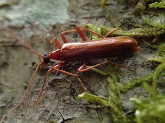 Dendroides ephemeroides