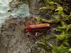 Dendroides ephemeroides