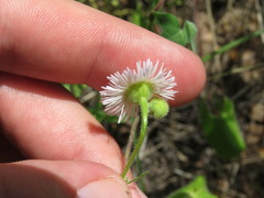Erigeron arisolius