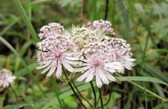 Astrantia major