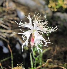 Dianthus spiculifolius