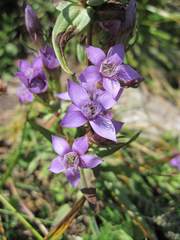 Gentianella bulgarica