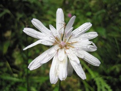 Scorzonera rosea