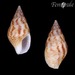 Mitrella semiconvexa - Photo (c) Femorale, μερικά δικαιώματα διατηρούνται (CC BY-NC)