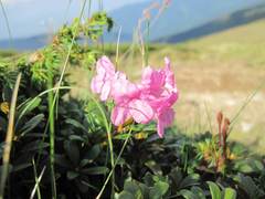 Rhododendron kotschyi
