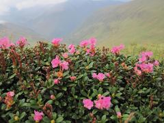 Rhododendron kotschyi