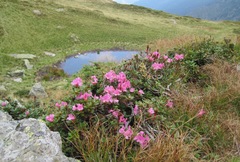 Rhododendron kotschyi