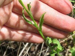 Erigeron arisolius