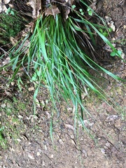 Anthoxanthum occidentale