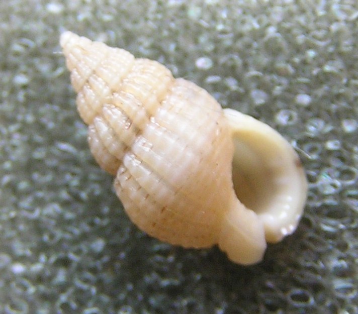 Poor Dogwhelk