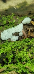 Ceratiomyxa fruticulosa fruticulosa