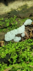 Ceratiomyxa fruticulosa fruticulosa