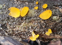 Heterotextus miltinus