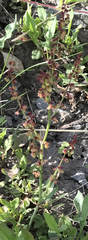 Rumex acetosella