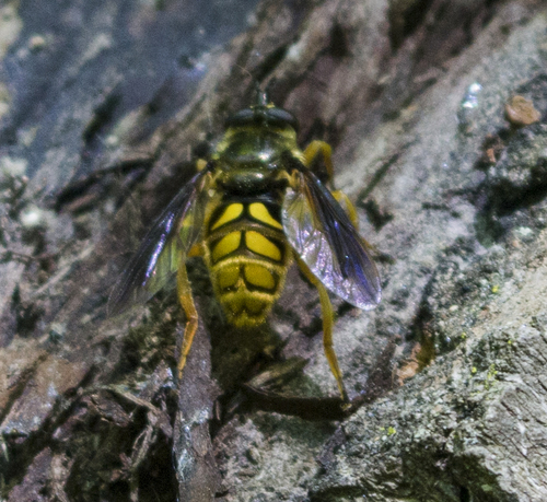 Spotted Wood Fly photo 4