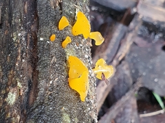 Heterotextus miltinus