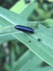 Trirhabda canadensis