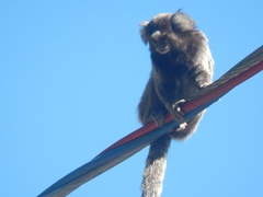 Callithrix jacchus × penicillata