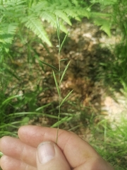Brachypodium pinnatum