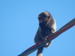 Callithrix jacchus × penicillata