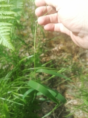 Brachypodium pinnatum