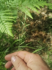 Brachypodium pinnatum
