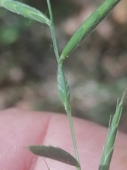 Brachypodium pinnatum
