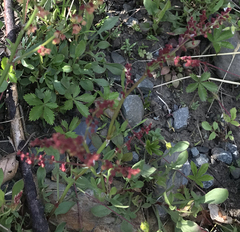 Rumex acetosella
