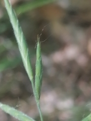 Brachypodium pinnatum