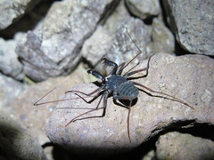 Paraphrynus carolynae