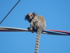 Callithrix jacchus × penicillata