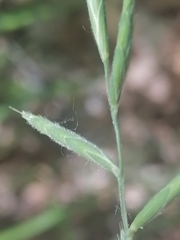 Brachypodium pinnatum