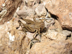 Ateloplus coconino