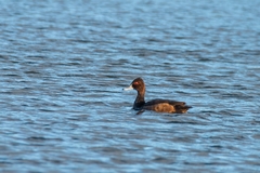 Netta erythrophthalma